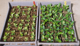Plants in vitro de poirier Harrow Sweet âgés de 1 mois, acclimatés sans mycorhize à gauche et avec à droite